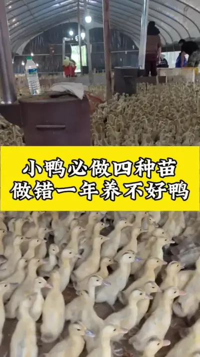 小鸭必做四种苗，做错一年养不好鸭#肉鸭养殖 #养鸭人 #禽病技术指导 #养殖技术交流 #养鸭