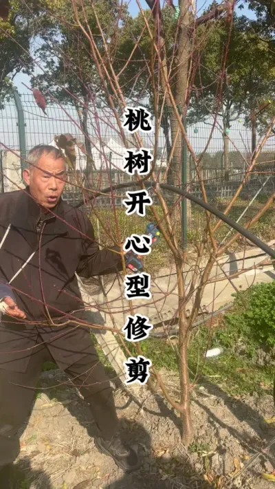 桃树开心型修剪，一定要兼顾有没有产量！ #桃树管理 #桃树修剪 #桃树种植 #果树种植 #种果树的苏老师