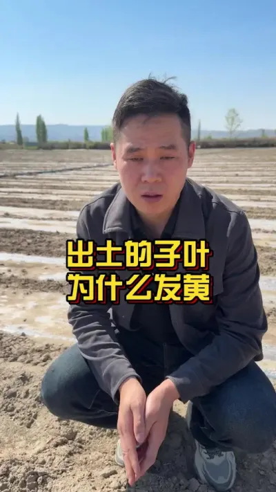 出土的子叶为什么发黄？ #棉花种植专家讲座 #棉花种植技术 #关注我每天分享种植小妙招 @抖音小助手