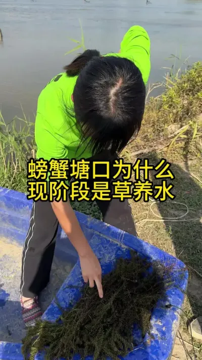螃蟹塘口为什么现阶段是草养水！！！ #渔多多养殖模式 #新农人计划2025 #螃蟹养殖 #大闸蟹养殖 #水产养殖技术