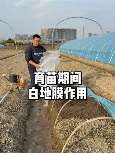 种子怎么提高出苗率，白地膜很重要 #农业种植 #种植 #三农 #种菜
