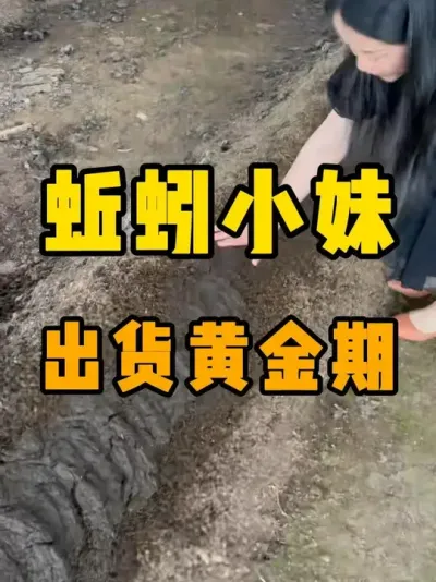 原料快吃完时，是蚯蚓出货的黄金期#蚯蚓养殖 #三农 #农村创业