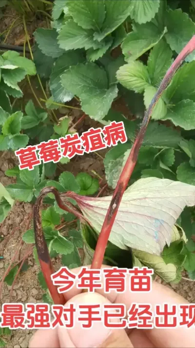 草莓炭疽病大爆发，教你一个方法搞定它#日常生活 #农业种植 #草莓炭疽病