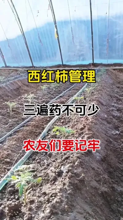 西红柿管理，三遍药必不可少。#番茄种植技术 #番茄种植 #抖音助农 #关注我每天分享种植知识