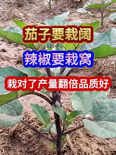 茄子要栽阔辣椒栽窝栽对了产量翻倍品质好 #茄子种植 #辣椒种植 #种植小技巧 #三农 #分享农业知识帮农民增产增收