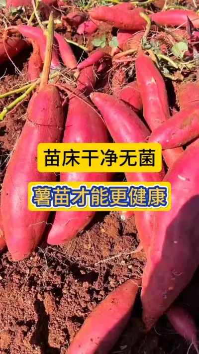 苗床干净无杂菌，薯苗才能更健康！#红薯育苗 #红薯苗床管理 #红薯苗 #农技知识分享 #薯帮主