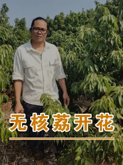 我看我们的无核荔今年挂果率应该不错#广西灵山荔枝果苗#农业创业#抖音新农人计划2025#吕老师种果苗