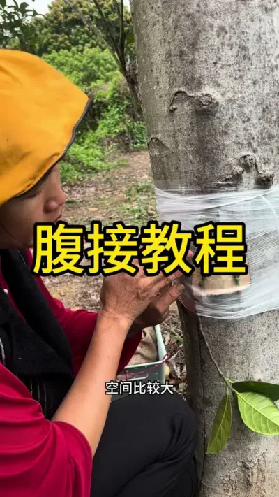 腹接嫁接教程#嫁接技术 #2024新农人计划 #dou来广东百千万 #青dou计划