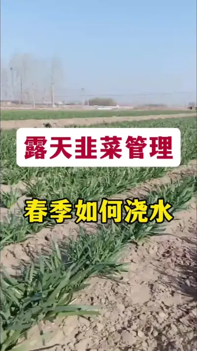 露天韭菜管理，春季如何浇水。#韭菜管理 #韭菜种植 #韭菜浇水 #韭菜高产 #韭菜种植管理