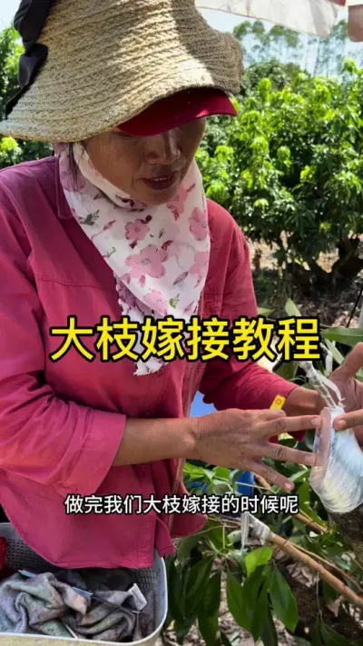 大枝嫁接教程#嫁接技术 #2024新农人计划 #dou来广东百千万 #青dou计划