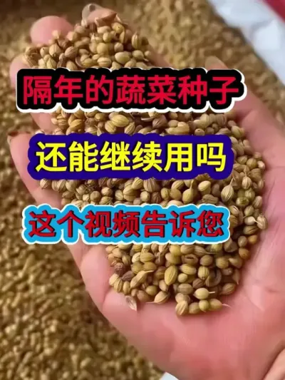 隔年的蔬菜种子还能继续用吗这个视频告诉您 #蔬菜种植 #蔬菜种植技术 #农业种植 #三农 #分享农业知识帮农民增产增收