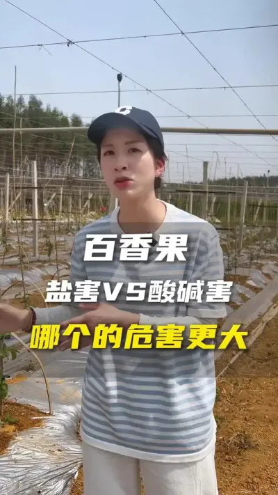 百香果苗萎蔫，这个有可能是隐形杀手！#百香果#百香果种植技术#抖音助农