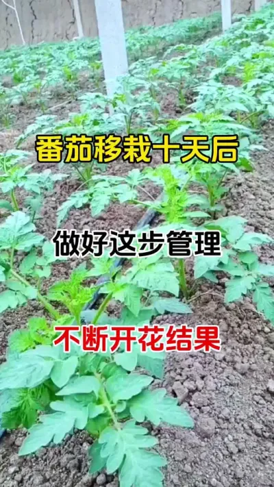 并且一在十天后做好这步管理，开花结果不停歇，瓜果蔬菜，都适用#促花保果 #番茄种植 #三农种植