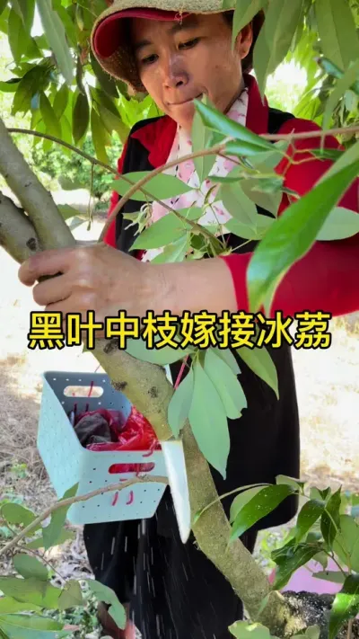 黑叶中枝嫁接冰荔#嫁接技术 #2024新农人计划 #dou来广东百千万 #青dou计划