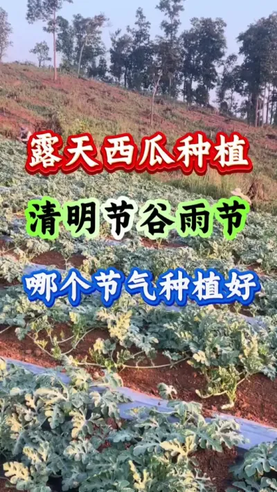 西瓜种植 露天西瓜种植清明节谷雨节哪个节气种植好#西瓜种植#西瓜管理#西瓜高产 #露天西瓜