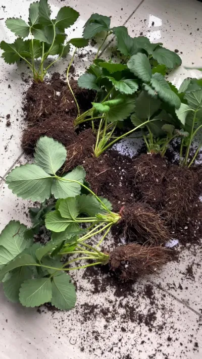 大凉山黑珍珠 两广地区家庭种植好品种#记录我的种植生活 #盆栽草莓 #阳台种植 #田园生活