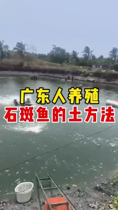 广东人养殖石斑鱼的土方法#石斑鱼 #养鱼日记 #水产养殖 #养鱼 @抖加🔥上热门🔥dou+🔥热点宝
