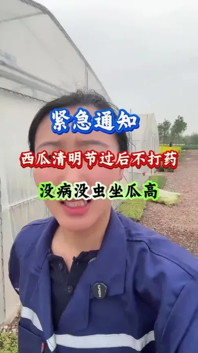 西瓜种植 西瓜清明节过后不打药 #西瓜管理 #病害防治 #西瓜种植