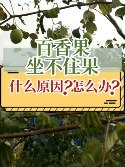 百香果坐不住果，什么原因？怎么办？ #百香果 #落果 #新农人计划2025 #助农 #三农流量扶持计划
