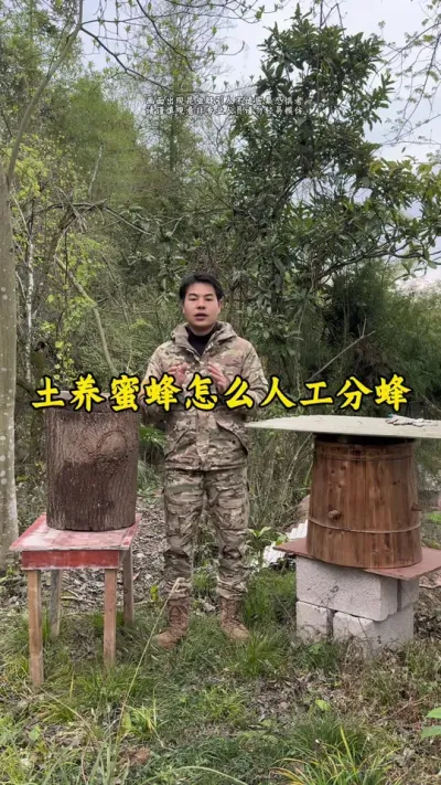 圆桶土养蜜蜂起了王台起了雄蜂脾，准备分蜂了怎么样解除分蜂热#养蜂 #诱蜂 #养蜂技术 #三农 @抖音小助手