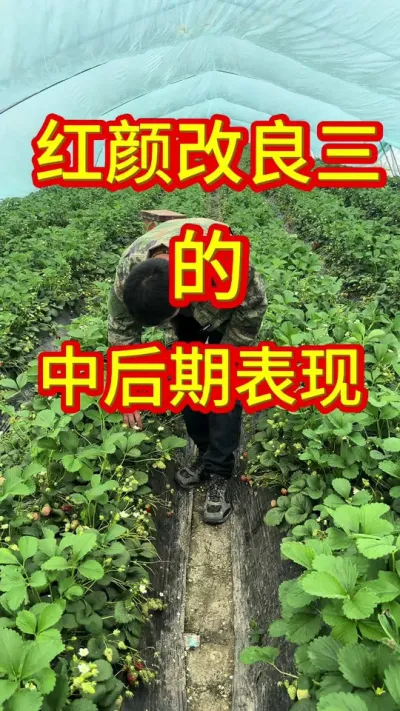 #草莓种植管理技术和方法 #草莓苗种苗 #服务三农支持三农 #抖音助农扶农