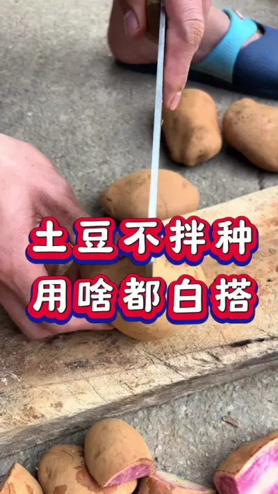 土豆不拌种，用啥都白搭#土豆拌种 #土豆种植 #马铃薯 #洋芋 #种植小技巧