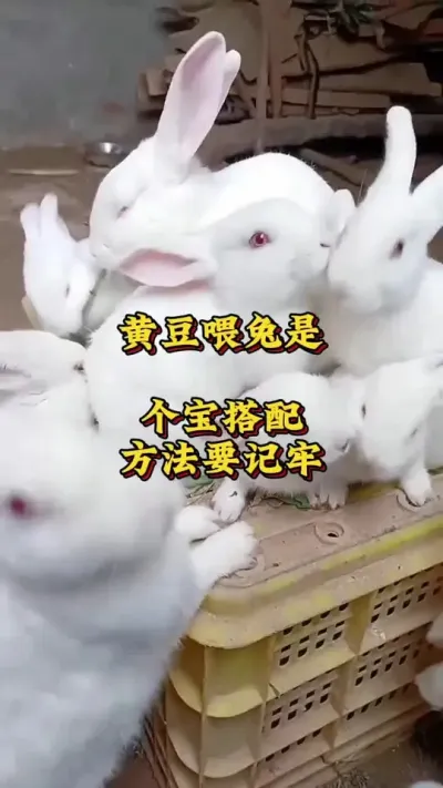 黄豆喂兔是个宝，搭配方法很重要 #兔子 #养兔人 #养兔技术  #肉兔养殖场 #养兔子注意事项