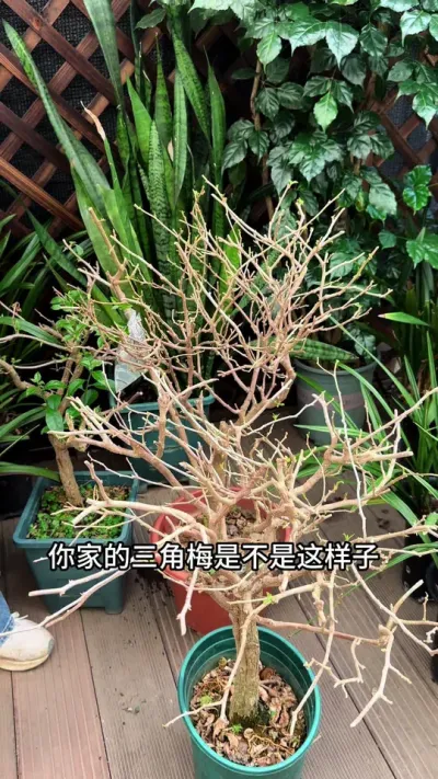 都春分了 ，三角梅还是光秃秃的，教你一招，新芽蹭蹭冒 #三角梅 #种植小技巧 #花卉绿植