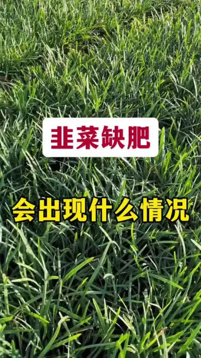 韭菜缺肥会出现什么情况？#韭菜管理 #韭菜施肥 #韭菜种植 #韭菜种植方法 #韭菜高产