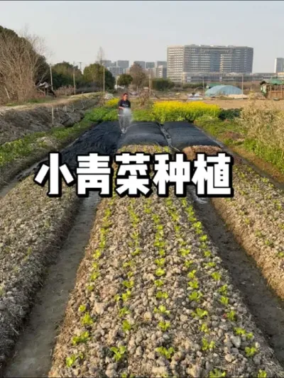 小青菜种植时间和方法 #蔬菜苗子 #园艺 #绿色种植 #菜种苗 #种子种苗