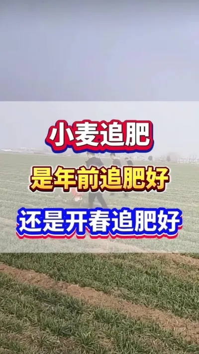 小麦追肥是年前追施好？还是开春追肥好？#小麦种植 #小麦追肥 #小麦高产 #小麦种植管理技术