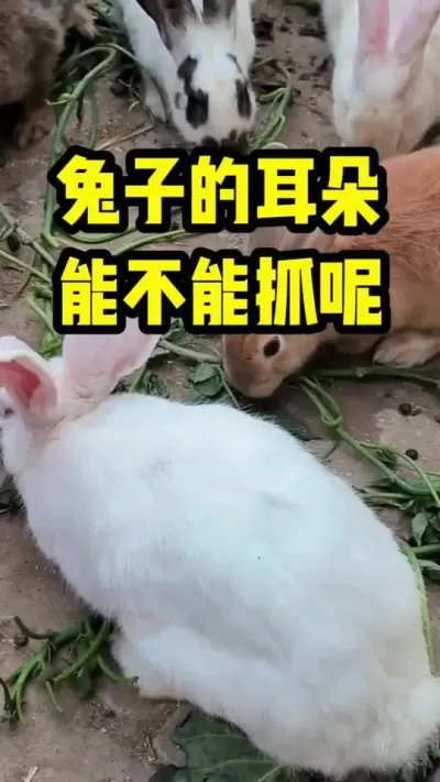 兔子的耳朵能不能抓呢？ #兔子#三农#养殖#养兔子