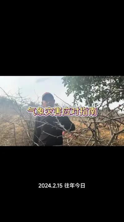 种植最怕天气变化，气象灾害如何应对，地头实地讲解！#农业种植 #冻害 #果树种植 #种果树的苏老师