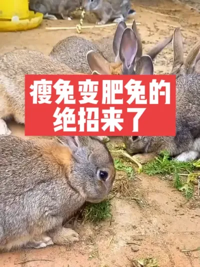 瘦兔变肥兔的绝招来了 #兔子#三农#养殖#养兔子