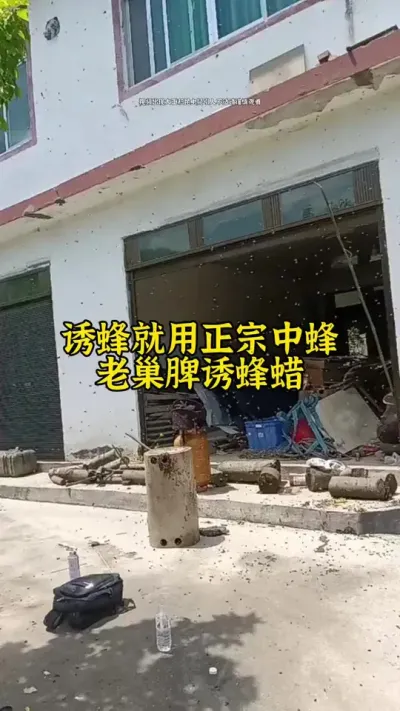 诱蜂就用中蜂老巢脾诱蜂蜡现在才不会浪费时间#养蜂 #诱蜂 #养蜂技术 @抖音小助手