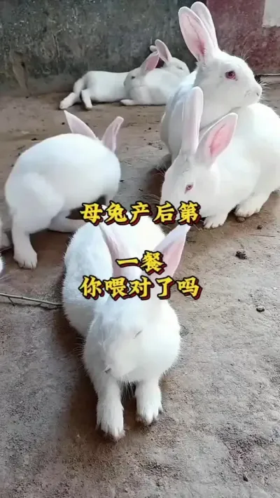 母兔产后第一餐，你真的喂对了吗？ #养兔人 #肉兔养殖 #兔子 #养兔技术分享