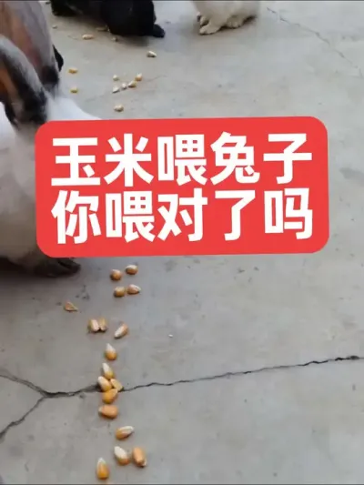 玉米喂兔子，你喂对了吗？ #三农#养殖#兔子#养兔#养兔人