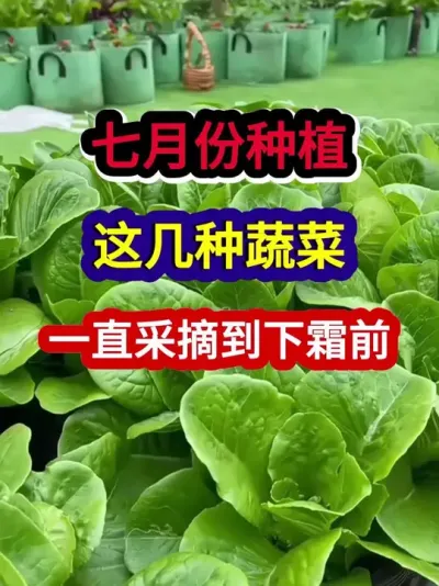 七月份种植这几种蔬菜一直采摘到下霜前 #蔬菜种植 #蔬菜种植技术 #农业种植 #种植小技巧 #三农