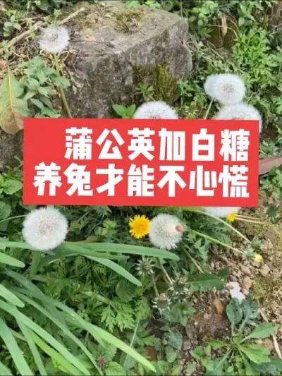 蒲公英加白糖，养兔才能不心慌 #兔子 #三农 #养兔人 #养殖 #养兔子