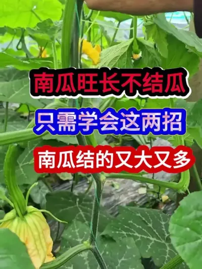 南瓜旺长不结瓜只需学会这两招南瓜结的又大又多 #南瓜种植 #南瓜种植技术 #农业种植 #种植小技巧 #三农
