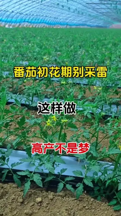番茄初花期，千万别做错这件事，才能多开花，多结果#番茄种植 #促花保果 #三农种植