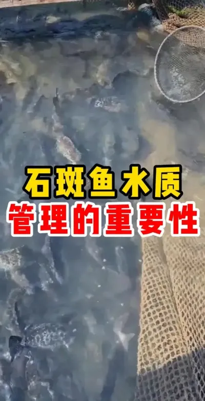 石斑鱼水质管理的重要性 #水产养殖 #石斑鱼 #养鱼人 #养鱼 #养鱼日记 @抖加🔥上热门🔥dou+🔥热点宝