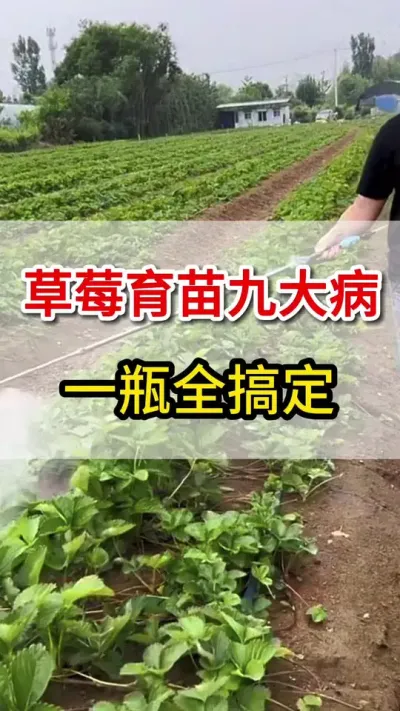 草莓育苗喷一喷，各种病害不敢来#三农#病害#草莓种植