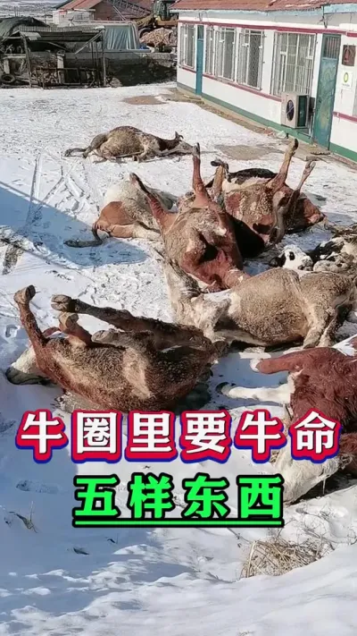 牛圈里要牛命五样东西#新手养牛#养牛#牛羊养殖