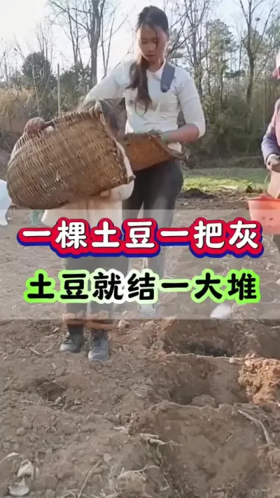 一棵土豆一把灰土豆就结一大堆#土豆种植 #洋芋 #马铃薯 #土豆高产种植 #栽洋芋