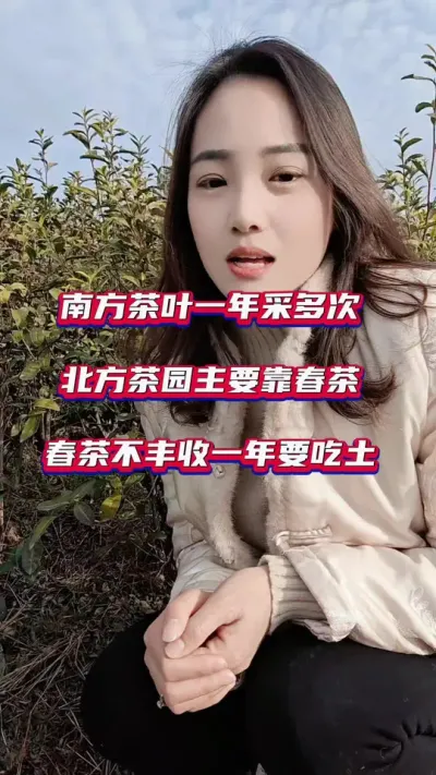 #茶树种植土壤要求 #茶树种植技术与管理 #南方茶叶与北方茶园的区别