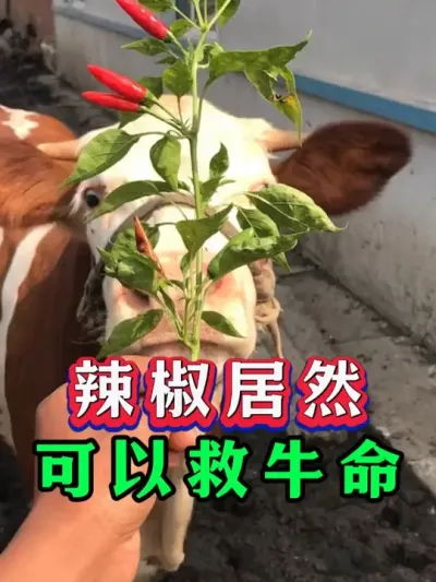 辣椒居然可以救牛命 #养牛人  #三农  #牛羊养殖  #养牛