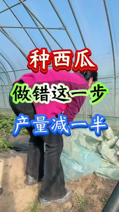 西瓜种植 种西瓜做错这一步产量减一半#西瓜种植 #西瓜管理 #西瓜病害