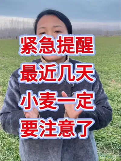 小麦种植 小麦紧急提醒#小麦种植#小麦 #小麦高产技术 #小麦种植管理技术 #三农种植
