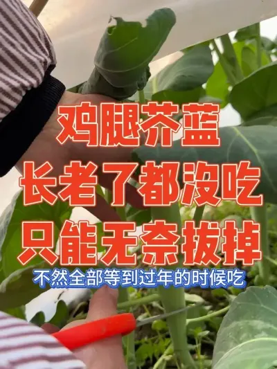 去年给鸡腿芥蓝间苗，嫩苗直接扔了，很多网友表示嫩苗更好吃，但是女主担心长势过快影响过年采摘，故意不追肥，没曾想长势太快了，才采摘一次就老了，老公帮忙拔了翻地，直呼太浪费#鸡腿芥蓝 #种植小技巧 #自己